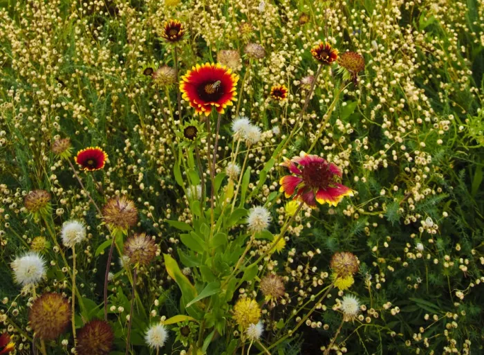 Framed Print : Unknown. USA, Northwest, Eastern Washington, Walla Walla wildflowers. Date: 30 / 07 / 2010 Framed Print : Unknown. USA, Northwest, Eastern Washington, Walla Walla wildflowers. Date: 30 / 07 / 2010