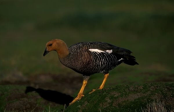 Upland goose - female