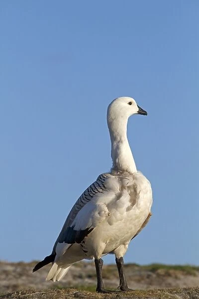 Upland Goose  /  Magellan Goose - male