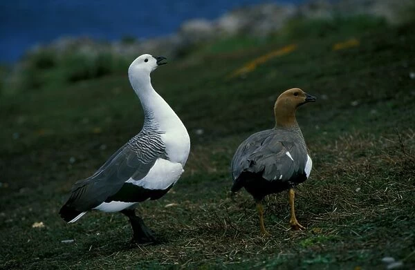 Upland goose - male and female pair