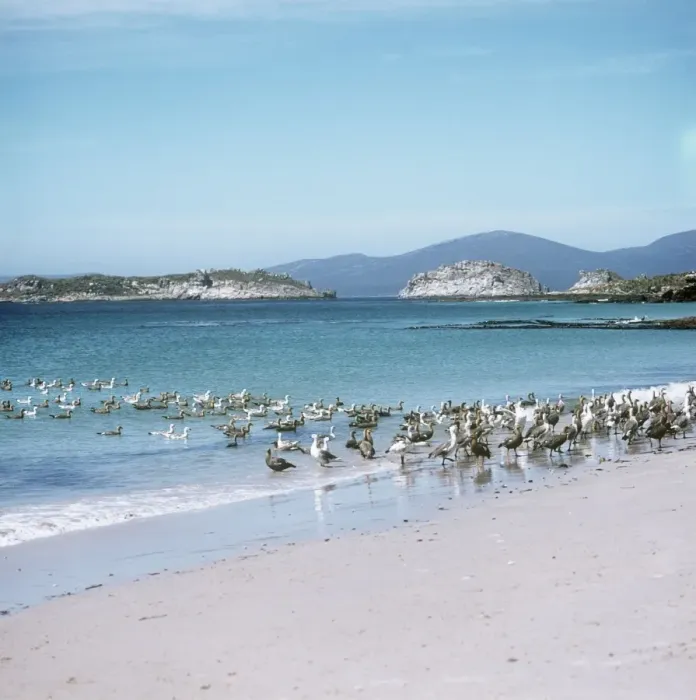 Framed Print : Upland Goose - in typical coastal habitat - Falkland Island Framed Print : Upland Goose - in typical coastal habitat - Falkland Island