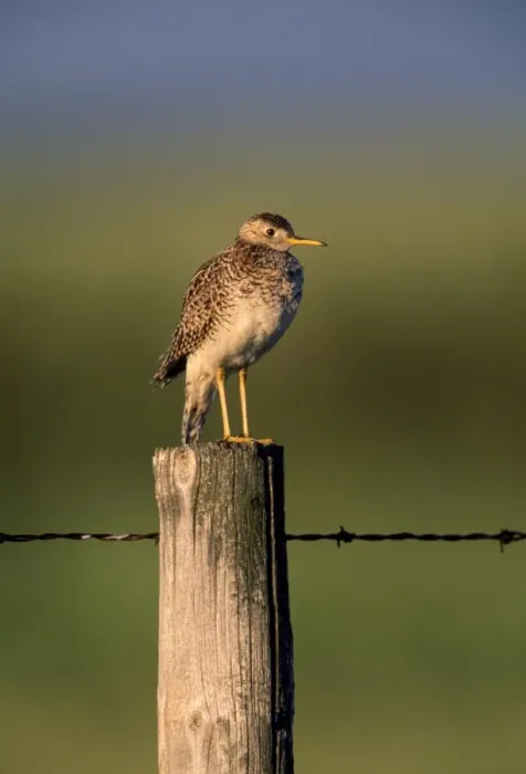 Framed Print : Upland Sandpiper - Alberta Canada Framed Print : Upland Sandpiper - Alberta Canada