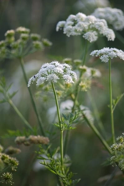 Upright Hedge Parsley - close-up The plant is a medium / tall hairy annual. Creuse region of France. June