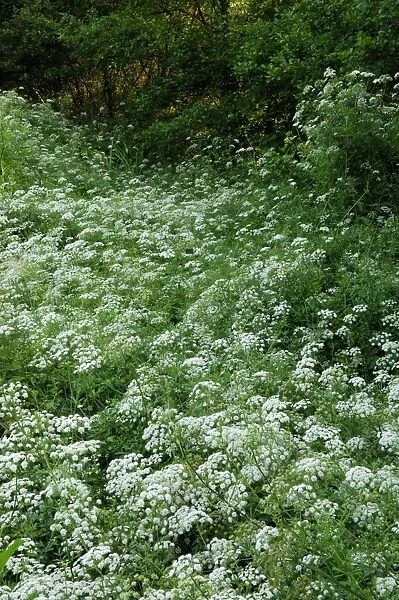 Upright Hedge Parsley - A quite dense covering of Hedge Parsley in a shady woodland habitat. The Creuse region of France. June