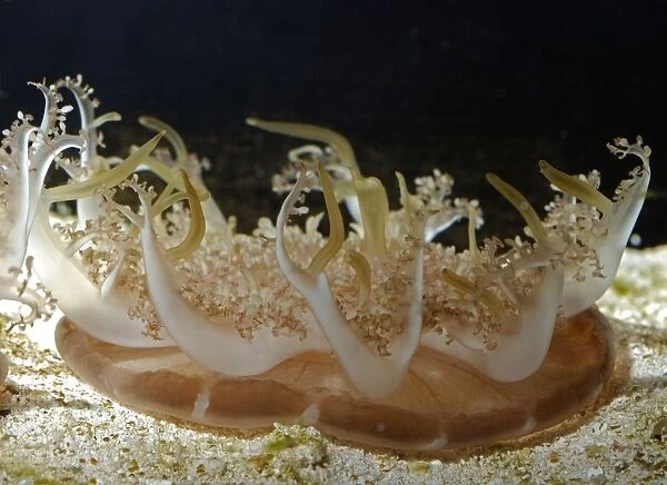 Upside Down Jellyfish - warm coastal seas, Atlantic and Indian Oceans