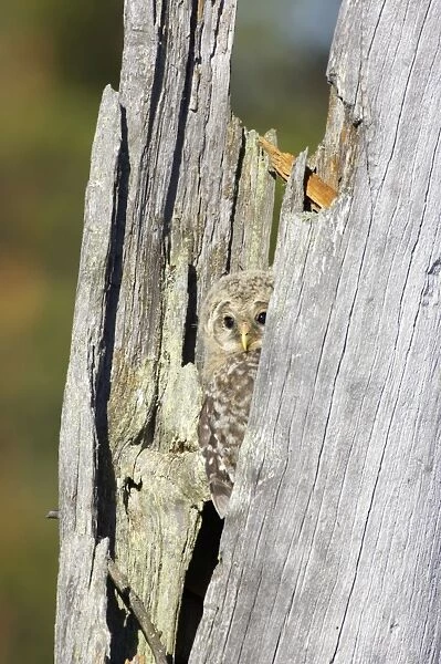 Ural Owl - Chick in Nest Tree Strix uralensis Finland BI014325