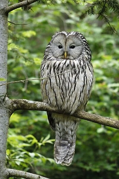 Ural owl, Germany
