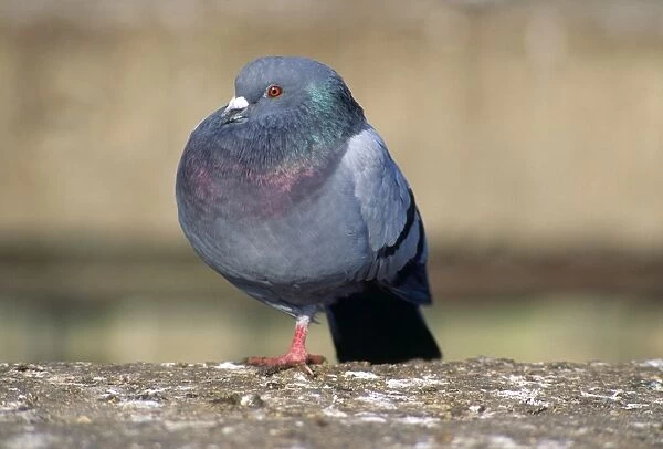 Urban Pigeon - with only one leg - UK