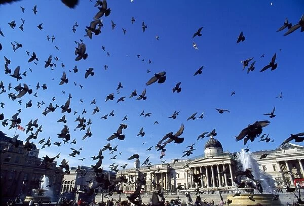 Urban Pigeons - flock in Trafalgar Square - London - UK