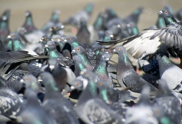 Urban Pigeons - Trafalgar Square - London - UK