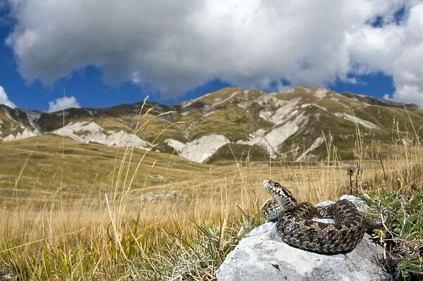Ursini's viper - male in habitat - Abruzzo - Italy