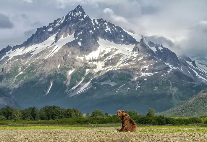 Framed Print : USA, Alaska. A bear poses next to a scenic stream with high mountains behind. Date: 29-07-2011 Framed Print : USA, Alaska. A bear poses next to a scenic stream with high mountains behind. Date: 29-07-2011