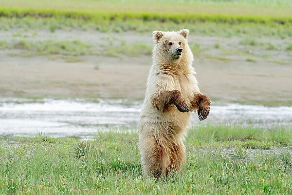 USA, Alaska. A light colored brown bear stands to look for danger. Date: 08-07-2021