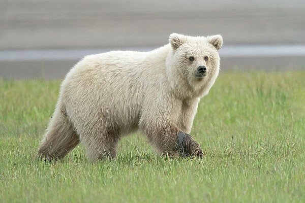 USA, Alaska. A very light colored female brown bear cub is nervous about other bears. Date: 06-07-2021