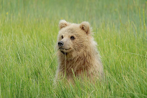 USA, Alaska. Portrait of a light colored brown bear cub. Date: 07-07-2021