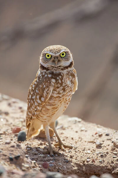 USA, Arizona. Burrowing owl close-up. Date: 04-03-2019