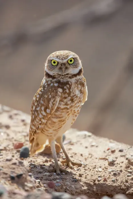 Framed Print : USA, Arizona. Burrowing owl close-up. Date: 04-03-2019