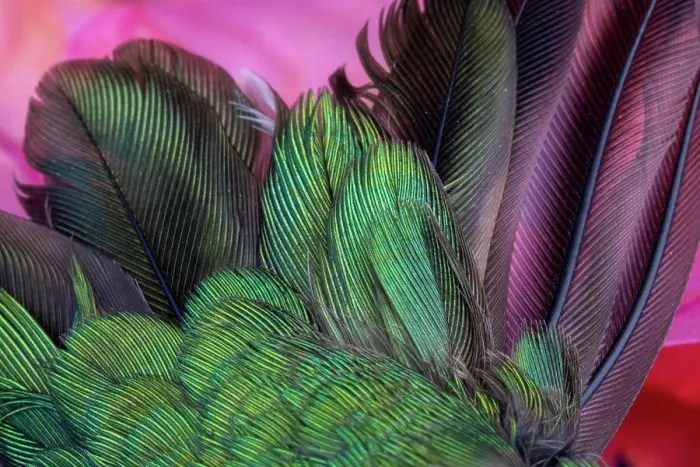 Framed Print : USA, Arizona. Close-up of hummingbird feathers. Date: 02-01-2021