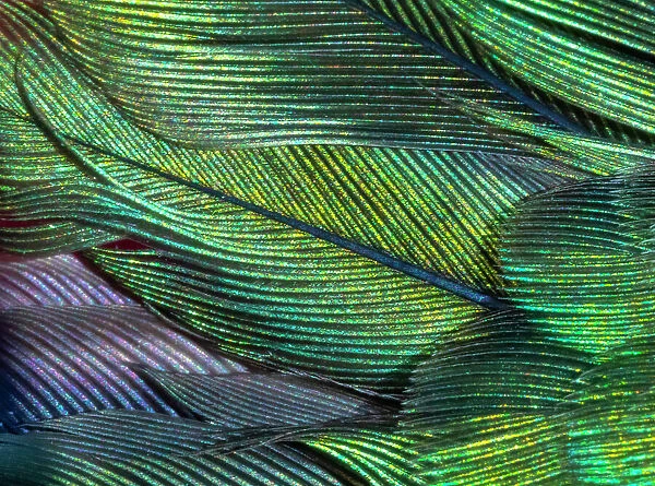 USA, Arizona. Close-up of hummingbird feathers. Date: 02-01-2021