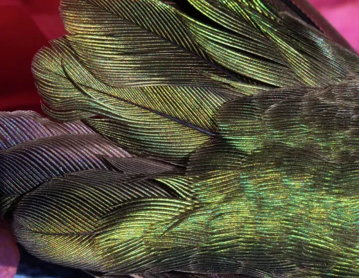 Framed Print : USA, Arizona. Close-up of hummingbird feathers. Date: 02-01-2021 Framed Print : USA, Arizona. Close-up of hummingbird feathers. Date: 02-01-2021
