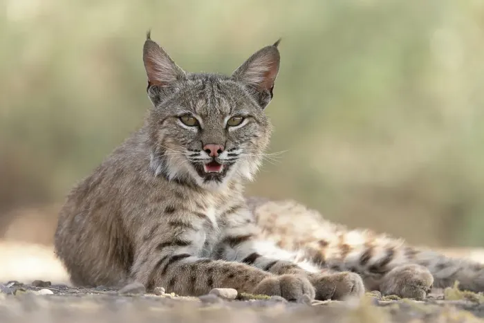 Framed Print : USA, Arizona. Close-up of resting female bobcat. Date: 31-03-2021 Framed Print : USA, Arizona. Close-up of resting female bobcat. Date: 31-03-2021