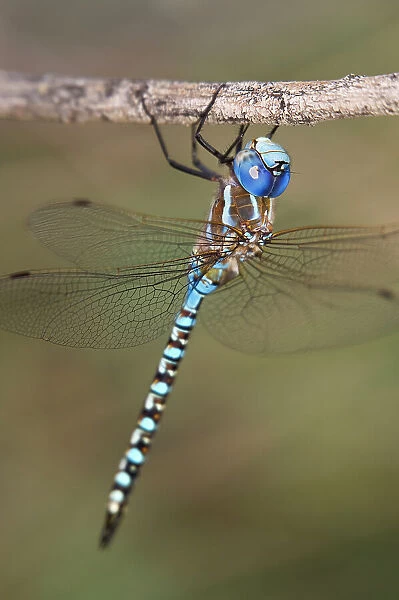USA, Arizona, Havasu National Wildlife Refuge. Male blue-eyed darner dragonfly on limb. Date: 25-09-2011