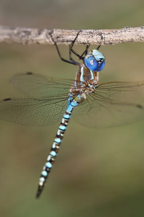 Framed Print : USA, Arizona, Havasu National Wildlife Refuge. Male blue-eyed darner dragonfly on limb. Date: 25-09-2011