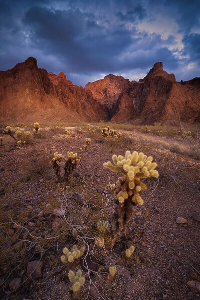 USA, Arizona, Kofa National Wildlife Area. Mountain and desert landscape. Date: 29-01-2021
