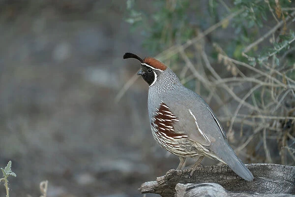 USA, Arizona, Sonoran Desert. Male Gambel's quail close-up. Date: 27-03-2021