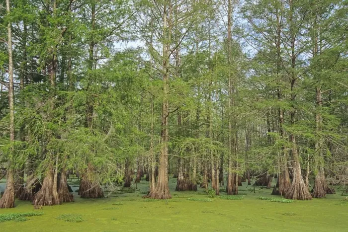 Framed Print : USA - Baldcypress swamp (water covered mostly by duckweed), (Lake Martin), Atchafalaya Basin, Louisiana. S5793 Framed Print : USA - Baldcypress swamp (water covered mostly by duckweed), (Lake Martin), Atchafalaya Basin, Louisiana. S5793