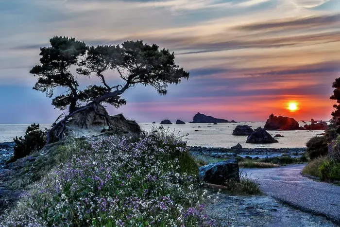 Framed Print : USA, California, Crescent City, Monterey Cypress Date: 05-06-2018 Framed Print : USA, California, Crescent City, Monterey Cypress Date: 05-06-2018