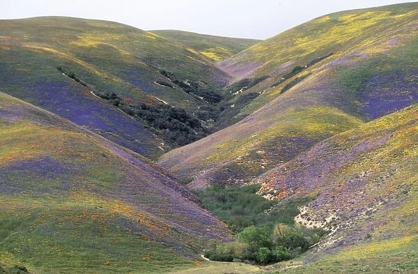 USA California - Hillside covered with California Golden Poppies and Lupins
