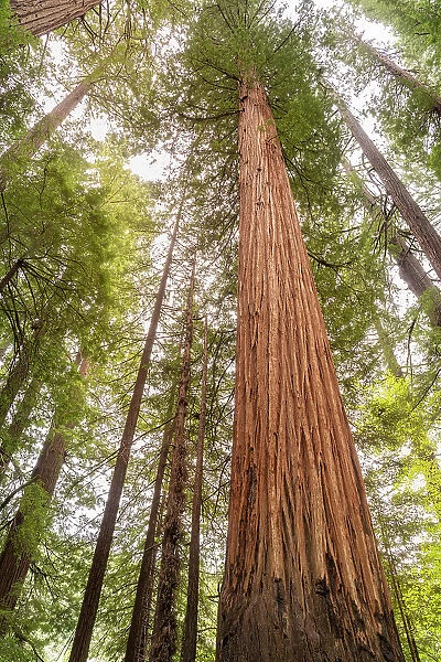 USA, California, Humboldt Redwoods State Park. Looking up at coastal redwood trees. Date: 09-04-2021