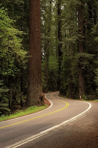 USA, California, Humboldt Redwoods State Park. Avenue of the Giants road into park. Date: 09-04-2021