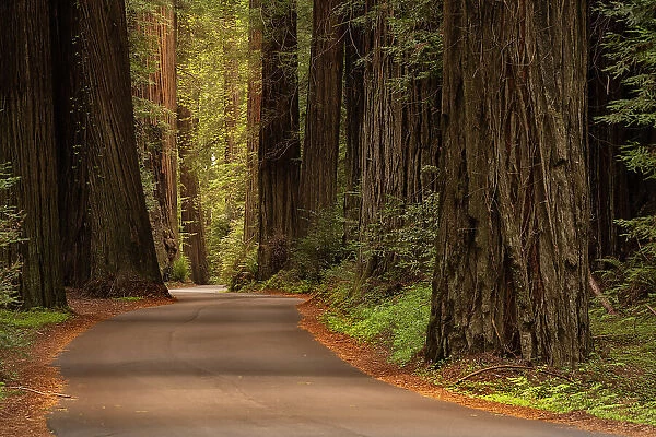 USA, California, Humboldt Redwoods State Park. Road through park redwoods. Date: 08-04-2021