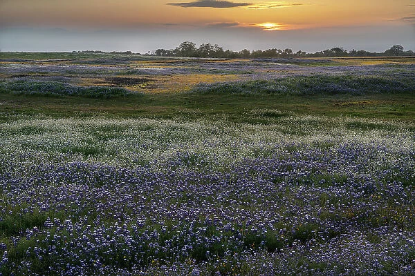 USA, California, North Table Mountain. Sunset on field of wildflowers. Date: 04-04-2021
