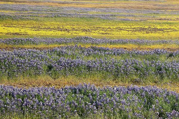 USA, California, North Table Mountain. Field of wildflowers. Date: 04-04-2021