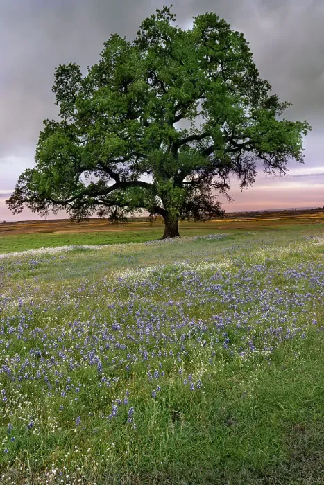 Framed Print : USA, California, North Table Mountain. Sunset on field of wildflowers. Date: 05-04-2021 Framed Print : USA, California, North Table Mountain. Sunset on field of wildflowers. Date: 05-04-2021