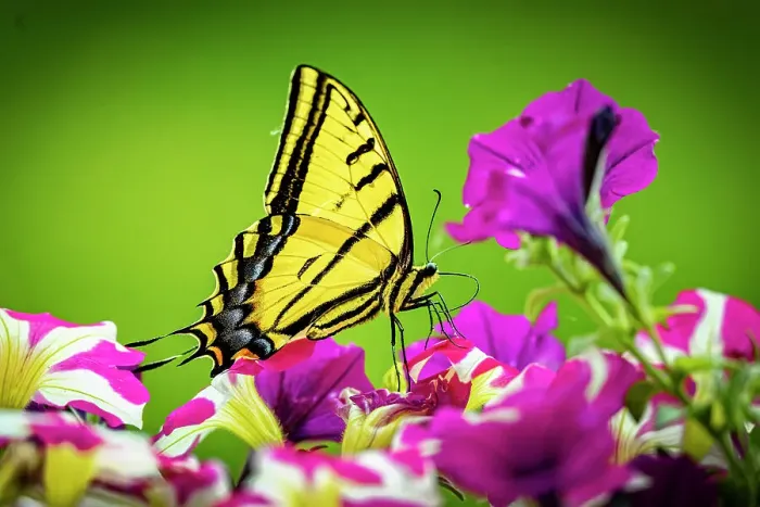 Framed Print : USA, Colorado, Fort Collins. Eastern tiger swallowtail on petunia flowers. Date: 27-06-2021 Framed Print : USA, Colorado, Fort Collins. Eastern tiger swallowtail on petunia flowers. Date: 27-06-2021