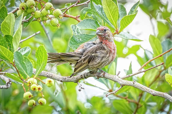 USA, Colorado, Fort Collins. Male house finch in a Hawthorne tree. Date: 03-09-2021