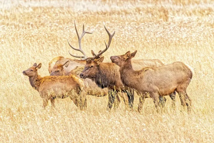 Framed Print : USA, Colorado, Rocky Mountain National Park. North American elk male and females in mating season. Date: 06-10-2021