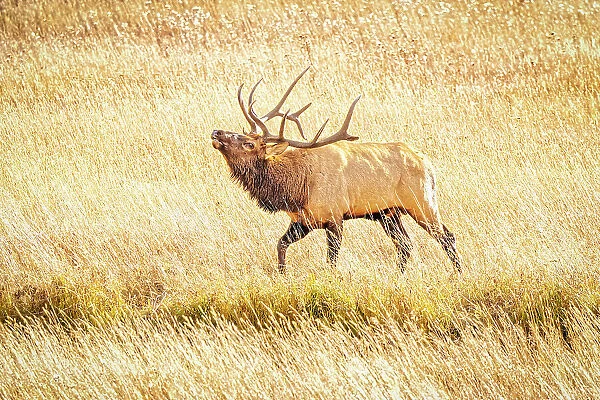 USA, Colorado, Rocky Mountain National Park. North American elk male bugling in mating season. Date: 06-10-2021