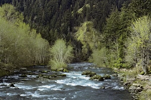 USA - Elwha River between Lake Mills and Lake Aldwell, Spring. Olympic National Park, Washington. S5404