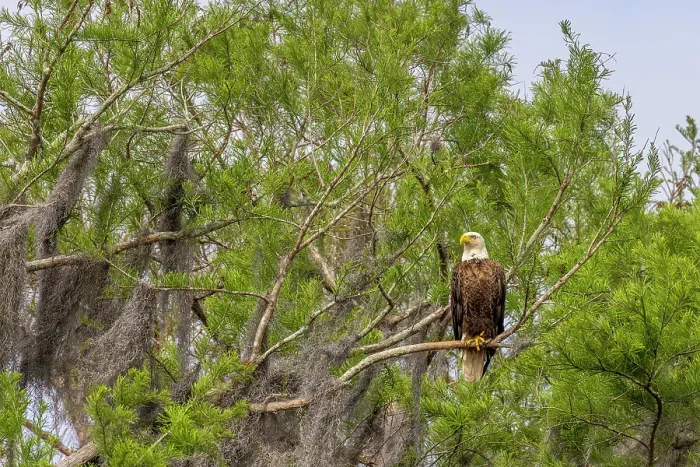 Framed Print : Usa, Florida. Bald eagle sitting in trees around Lochloosa Lake Date: 23-03-2021 Framed Print : Usa, Florida. Bald eagle sitting in trees around Lochloosa Lake Date: 23-03-2021