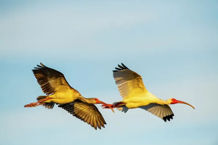 Framed Print : USA, Florida, Sarasota, Myakka River State Park, White Ibis flying Date: 21-03-2020 Framed Print : USA, Florida, Sarasota, Myakka River State Park, White Ibis flying Date: 21-03-2020
