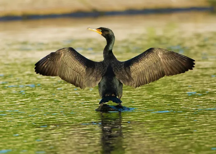 Framed Print : USA, Florida, Sarasota, Myakka River State Park, Double-crested Cormorant Date: 21-03-2020 Framed Print : USA, Florida, Sarasota, Myakka River State Park, Double-crested Cormorant Date: 21-03-2020