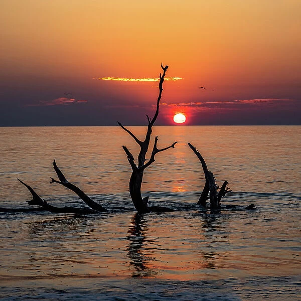 USA, Georgia, Jekyll Island, Sunrise on Driftwood Beach of petrified trees Date: 26-02-2021