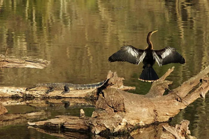Framed Print : USA, Georgia, Riceboro. Alligator and anhinga sunning on log. Date: 28-12-2020 Framed Print : USA, Georgia, Riceboro. Alligator and anhinga sunning on log. Date: 28-12-2020