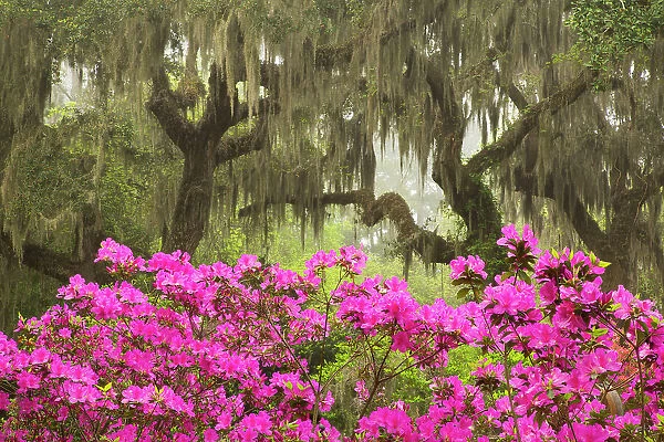 USA, Georgia, Savannah. Oak trees and azaleas at Bonaventure Cemetery in the spring Date: 30-03-2021