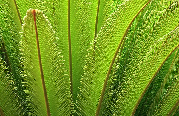 USA, Georgia, Savannah. Spring frond growth of a sago palm. Date: 02-06-2021